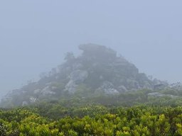 Dry season fynbos watering